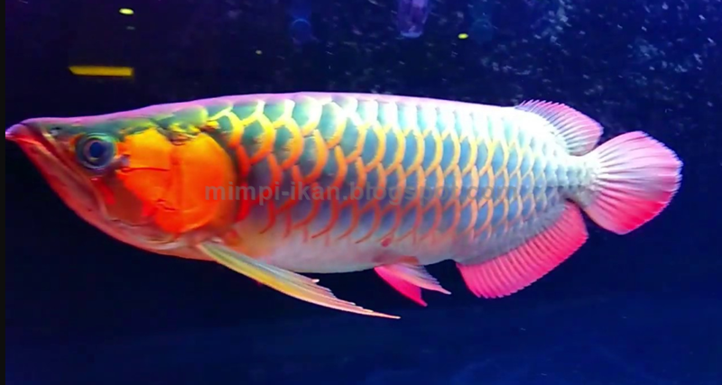 Arti Dan Makna Mimpi Melihat Ikan Arwana Menurut Primbon Jawa Dan